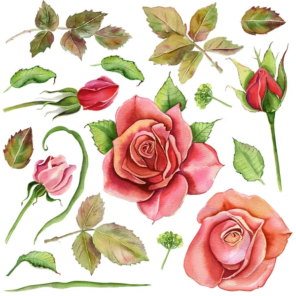 수채화 전형적 분홍색 분홍색 장미의 꽃무늬 배경에 떨어져 꽃가지들 꽃봉오리 — 스톡 사진
