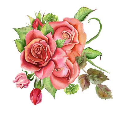 Suluboya çiçekler. Klasik pembe gül, yeşil yapraklı. Pembe bir gülün çiçek çizimi. Beyaz arka planda izole edilmiş bir çiçek dalı. Yapraklar ve tomurcuklar. Düğün veya tebrik kartı için hoş bir kompozisyon.