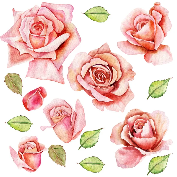 Aquarelbloemen Klassieke Roze Roos Groen Blad Bloemen Illustratie Van Een — Stockfoto