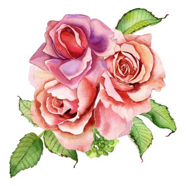 Suluboya çiçekler. Klasik pembe gül, yeşil yapraklı. Pembe bir gülün çiçek çizimi. Beyaz arka planda izole edilmiş bir çiçek dalı. Yapraklar ve tomurcuklar. Düğün veya tebrik kartı için hoş bir kompozisyon.