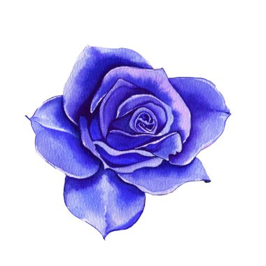 Suluboya çiçekler. Klasik mavi, mavi gül, bordo yeşili. Çiçek desenli mavi gül. Çiçek dalları beyaz arka planda izole edilmiş. Yapraklar ve tomurcuklar. Düğün veya tebrik kartı için hoş bir kompozisyon.