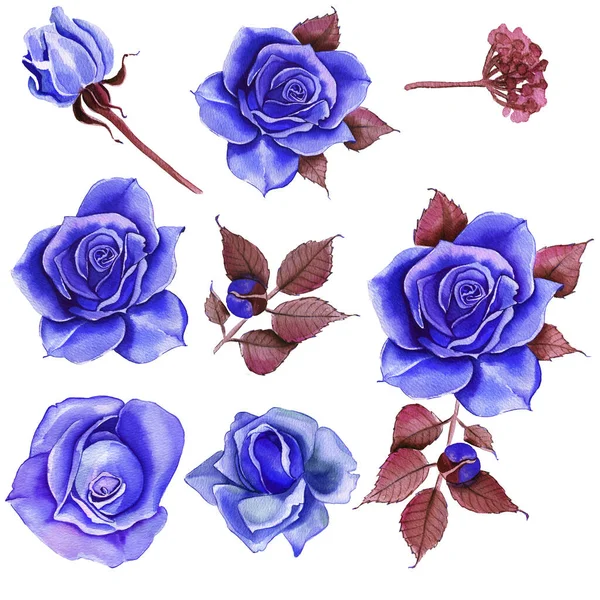 水彩の花 クラシックブルー ブルーローズ バーガンディグリーン 花のイラストブルーが立ち上がりました 白い背景に孤立した花の枝 葉と芽 結婚式やグリーティングカードのためのかわいい組成 — ストック写真