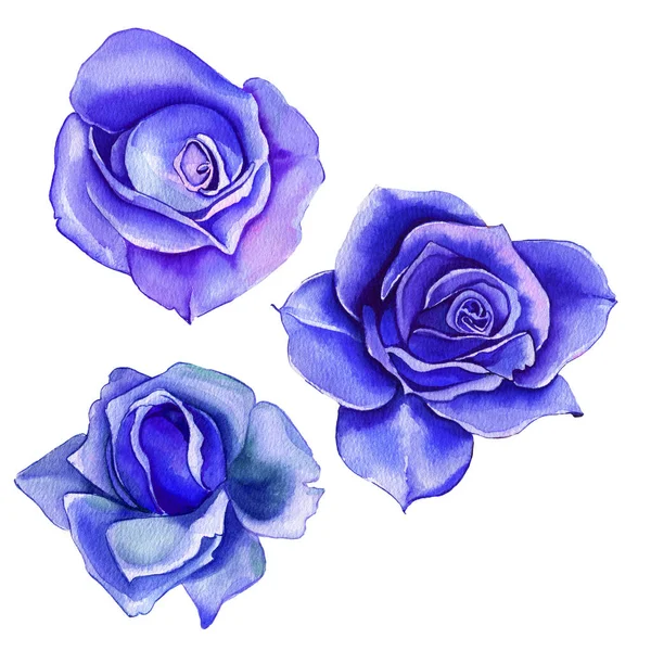 Flores Aquarela Azul Clássico Rosa Azul Verde Borgonha Floral Ilustração — Fotografia de Stock