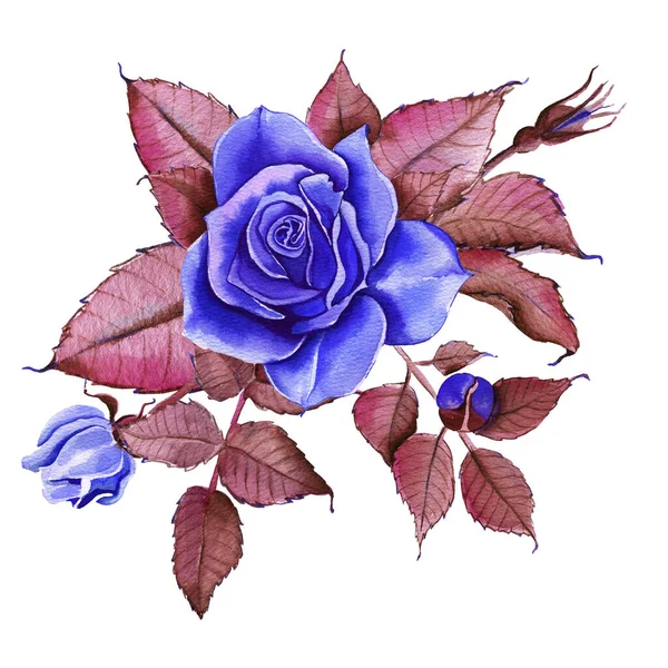 Akwarelowe Kwiaty Klasyczny Niebieski Niebieska Róża Bordowy Zielony Ilustracja Kwiatowa — Zdjęcie stockowe