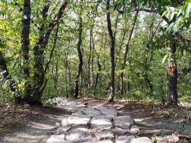 Ormanda bir patika. Ormandaki patika. Yeşil ağaçlı köy yolu