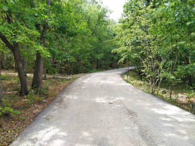 Yeşil kırsal kesimdeki orman parkı manzarası. Ormandaki boş kaldırım yolu. Yeşil park yolu 