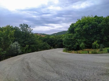 Yeşil kırsal kesimdeki orman parkı manzarası. Ormandaki boş kaldırım yolu. Yeşil park yolu 