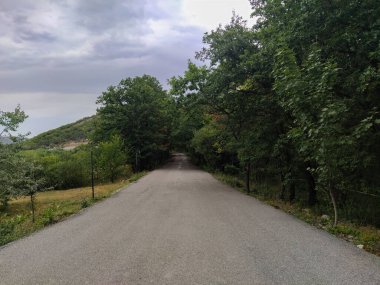 Yeşil kırsal kesimdeki orman parkı manzarası. Ormandaki boş kaldırım yolu. Yeşil park yolu 