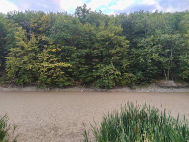 Ormanın içindeki kuru göl. Ormanda bataklık. Bataklıklı orman manzarası.