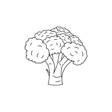 Brokoli karalama çizimi. Vektörde el çizimi brokoli çizimi. 