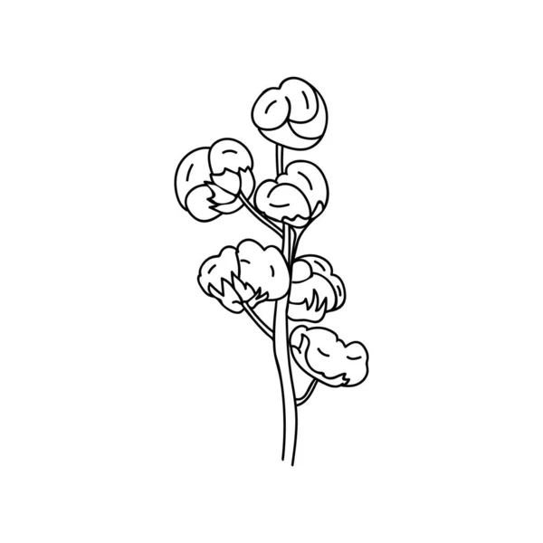 Cotton Plant Branch Doodle Illustration Vector Hand Drawn Cotton Plant — Wektor stockowy