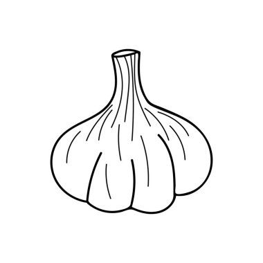 Vektör olarak sarımsak ikonu. El çizimi sarımsak çizimi. Vektörde sarımsak çizimi