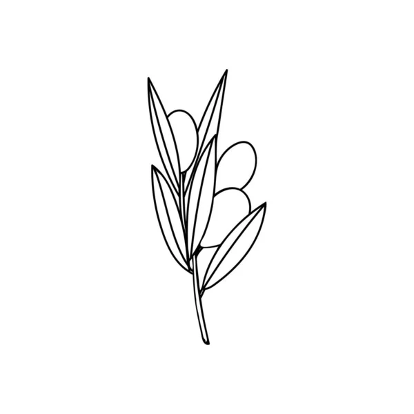 Olive Branch Berry Leaf Doodle Illustration Hand Drawn Olive Branch — Wektor stockowy