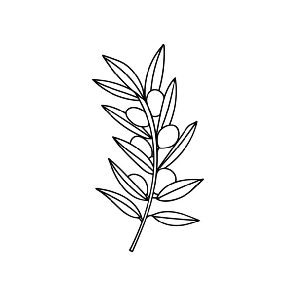 Olive Branch Berry Leaf Doodle Illustration Hand Drawn Olive Branch — Stockový vektor