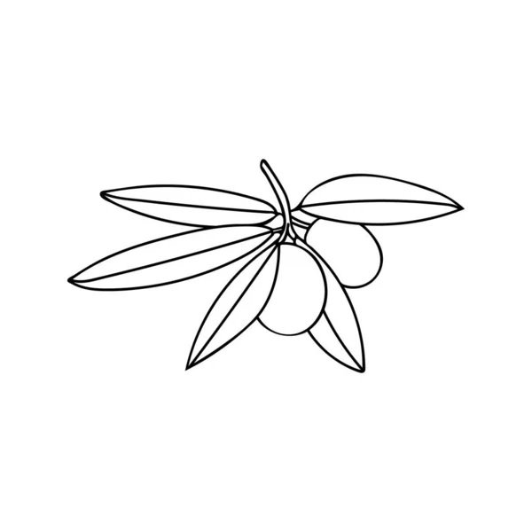Olive Branch Berry Leaf Doodle Illustration Hand Drawn Olive Branch — Archivo Imágenes Vectoriales