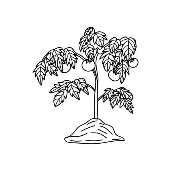 Tomate Arbusto Garabato Ilustración Vector Arbusto Tomate Ilustración Dibujada Mano — Archivo Imágenes Vectoriales