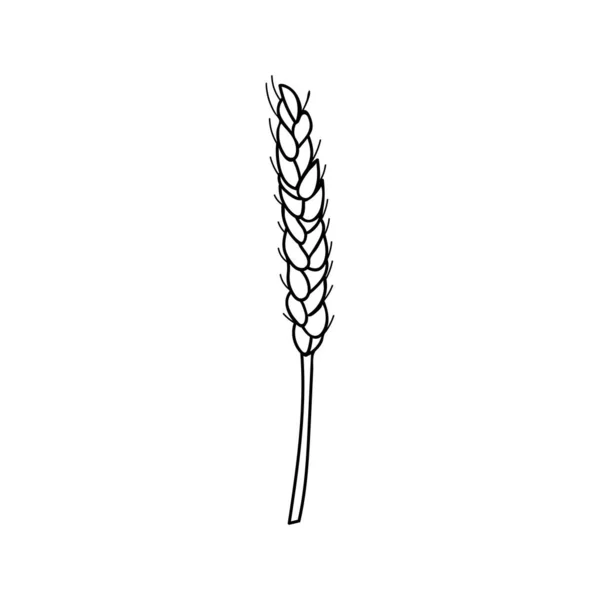 Иллюстрация Пшеницы Векторе Ручная Иконка Пшеницы Векторе Значок Ячменя Векторе — стоковый вектор