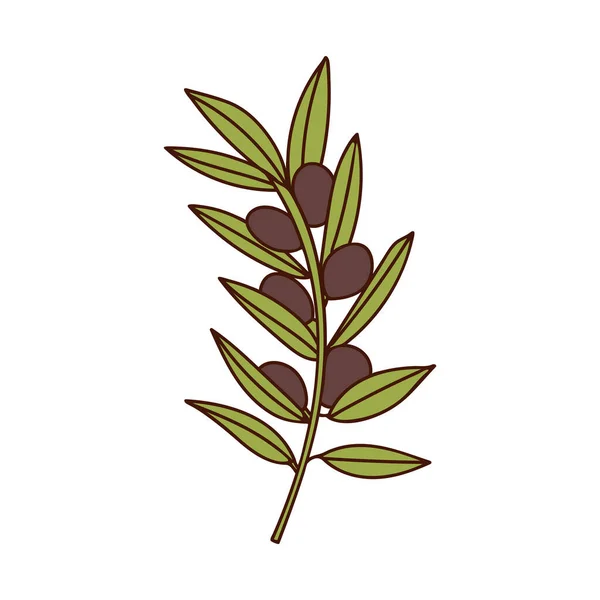 Olivová Větev Bobulemi Barevnými Listovými Čmáranicemi Olivová Větev Ilustrace Vektoru — Stockový vektor