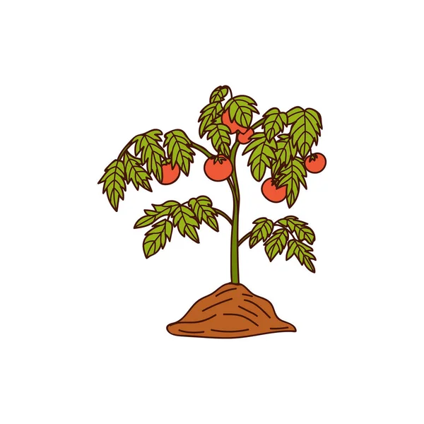 Tomatenbusch Bunte Doodle Illustration Vektor Tomatenbusch Buntes Symbol Vektor — Stockvektor