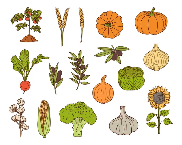 Vegetables Colorful Doodle Illustrations Collection Vector Vegetables Icon Collection Vector — Stock Vector