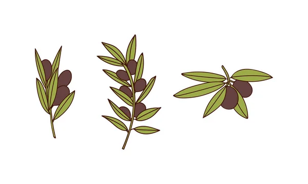 Olive Branch Berries Leaf Colorful Doodle Illustrations Set Olive Branch — Stock Vector