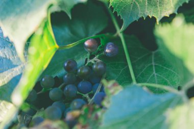 Bir demet olgun mavi üzüm.