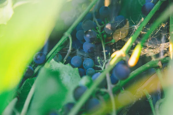 Bunch Ripe Blue Grapes — Stock Photo, Image