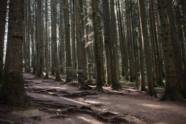 Orman manzarası, ağaçlar ve gün ışığıyla aydınlanan dar patika. Doğa arka plan manzarası