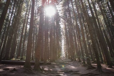 Orman manzarası, ağaçlar ve gün ışığıyla aydınlanan dar patika. Doğa arka plan manzarası