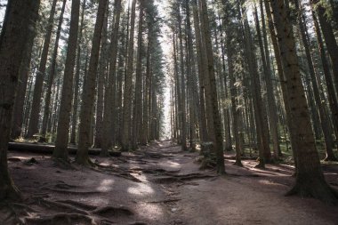 Orman manzarası, ağaçlar ve gün ışığıyla aydınlanan dar patika. Doğa arka plan manzarası