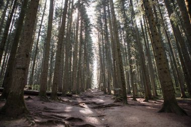 Orman manzarası, ağaçlar ve gün ışığıyla aydınlanan dar patika. Doğa arka plan manzarası