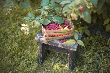 Hasır sepetin içindeki olgun böğürtlen, doğal ahududu dalı. Yaz Hasadı