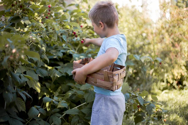 Miúdo Giro Apanhar Bagas Frescas Campo Framboesa Menino Brincando Livre — Fotografia de Stock