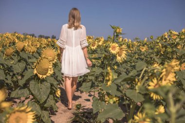 Güzel, bakımlı bacaklar güneşli havadaki genç kadın ayçiçeklerinin arka planı.