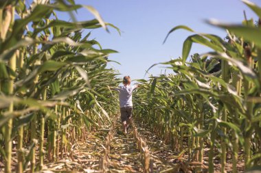Yazın açık mavi gökyüzünde mısır tarlasında gezen güzel çocuk. Doğanın tadını çıkaran sağlıklı genç ve mutlu bir kadın. Koşan ve dönen kadın. Uçuyorum. Özgür, özgürlük kavramı, çevre