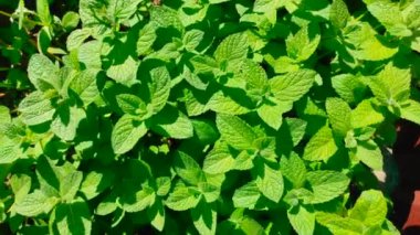 Bahçede yetişen taze nane yaprakları.. 