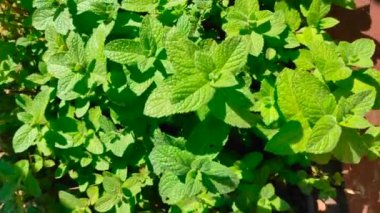 Bahçede yetişen taze nane yaprakları.. 