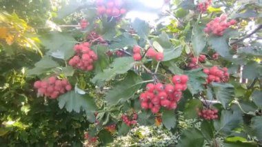 Kırmızı-turuncu yaban mersini. Sonbaharda Rowan.
