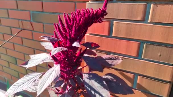 Ινδικό κόκκινο αμάραντο φυτό που αναπτύσσεται στον καλοκαιρινό κήπο. Φύλλα — Αρχείο Βίντεο