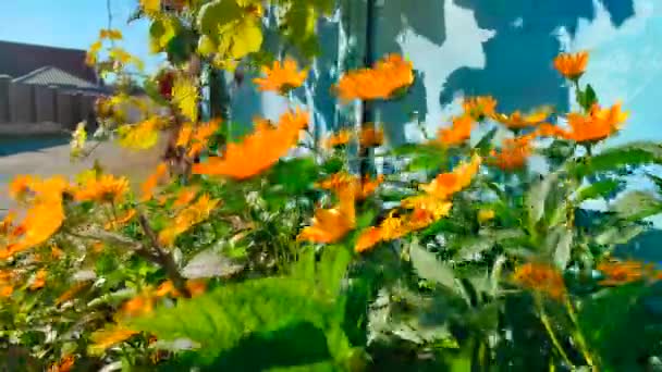 Κίτρινα σαμόμηλα.Φύση φόντο λουλούδι κίτρινο λουλούδι — Αρχείο Βίντεο