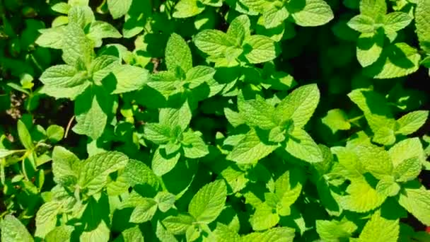 Färska mynta blad som växer i trädgården. — Stockvideo