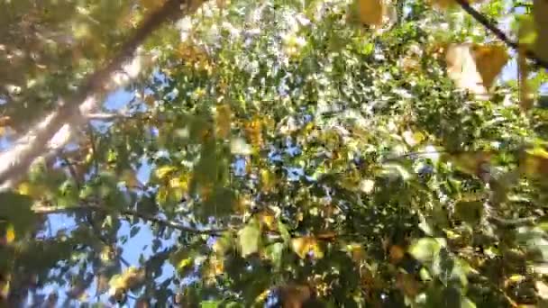 Χρυσό φθινόπωρο. Τα κλαδιά της σημύδας σε κίτρινα φύλλα. — Αρχείο Βίντεο
