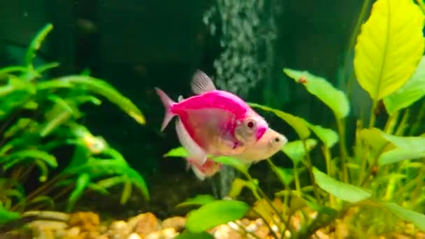 Amphilophus labiatus en acuario. Animales del mar submarino — Vídeo de stock