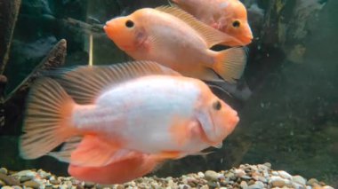 Akvaryumdaki Amphilophus labiatus. Suyun altındaki hayvanlar. 