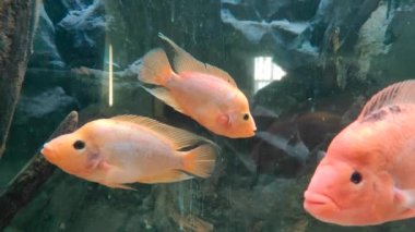 Akvaryumdaki Amphilophus labiatus. Suyun altındaki hayvanlar. 