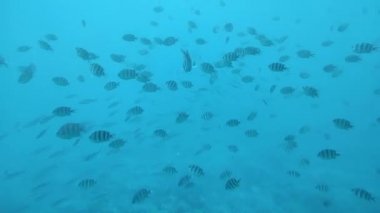 Sualtı Balık ve Mercan Bahçesi.