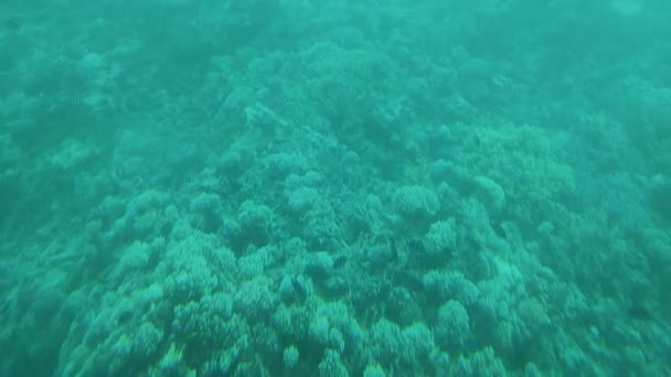 Vedenalainen Kala Coral Garden — kuvapankkivideo