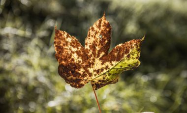 Sonbahar doğal arka planında bir akçaağaç yaprağının yakın çekimi. Seçici odak.