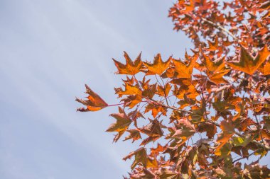 Sonbahar yazı için boş alanı olan arkaplan bırakır. Renkli turuncu sonbahar akçaağaç yaprakları mavi gökyüzüne karşı.