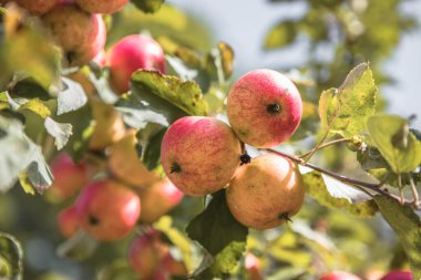 Elma ağacının dalında olgunlaşmış elmalar, güneş tarafından parlak bir şekilde aydınlatılıyor. Hasat konsepti